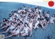 53 Year Anniversary, Weekly Playboy 2019 No.47 (週刊プレイボーイ 2019年47号) P4 No.96308b
